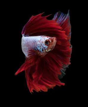Red dargon Stock Photos