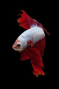 Red dargon Stock Photos