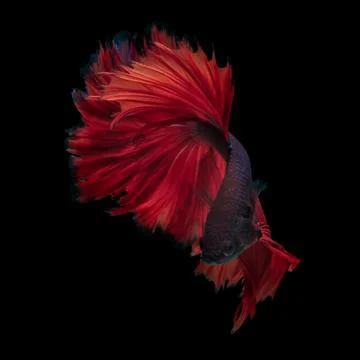 Red dargon Stock Photos