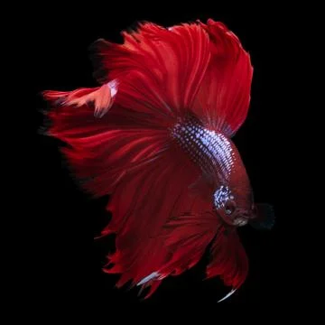 Red dargon Stock Photos
