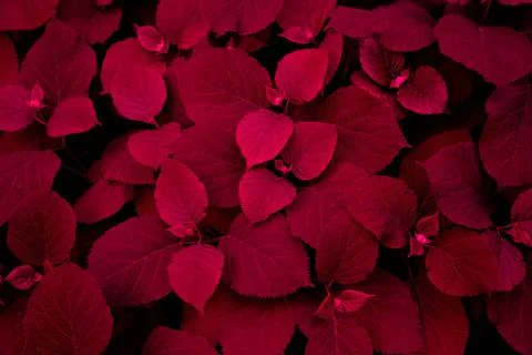 Red dark background of their hydrangea flower leaves Foto stock