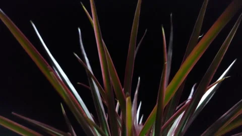 Red dark red tree with long leaves Stock Footage 293264981