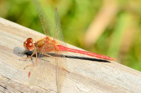 Red darner dragonfly Stock Photos