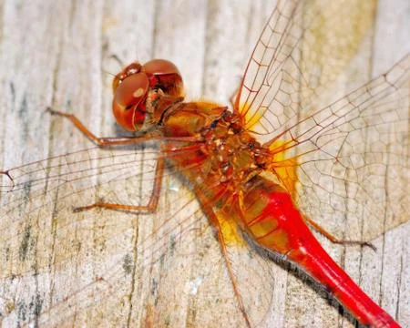 Red darner dragonfly Stock Photos