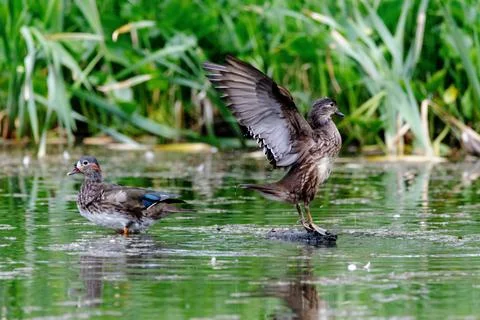 Red Data Book mandarin ducks in the wild. Beautiful bright ducks swim in the  Stock Photos