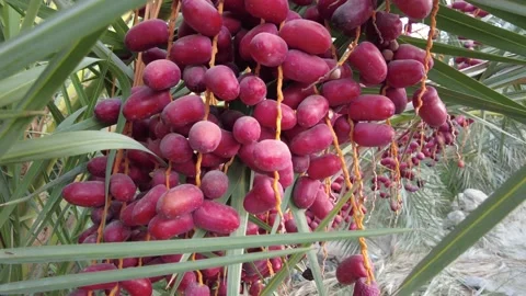 Red date fruit on the palm tree from the side 動画素材 159578067