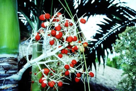 RED DATES Stock Photos
