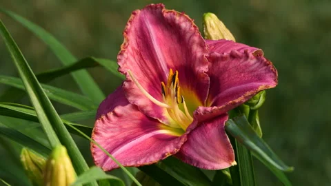 Red Daylily closeup Video stock 242046286