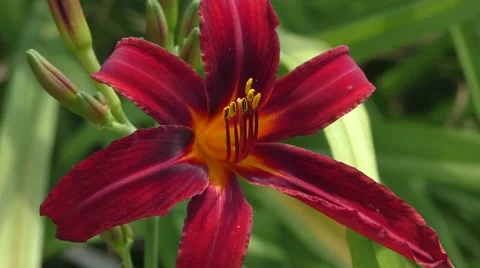 Red Daylily flower Stock Footage 40360854