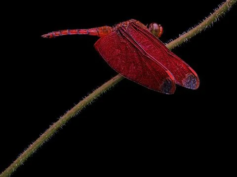 Red dbirds  Stock Photos