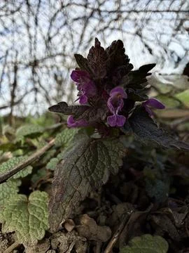 Red Dead Nettle Flower Early Spring Wildflower Macro Stock Photos