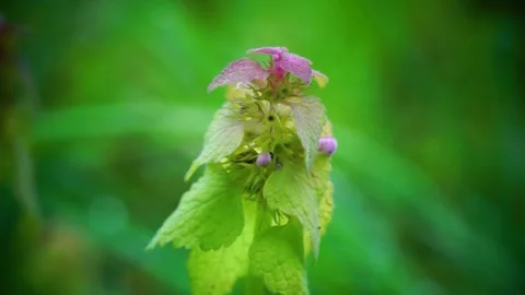 Red dead-nettle Stock Footage 222834506