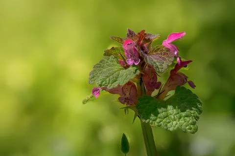 Red Dead-Nettle Spring Bloom Macro Bulgaria Stock Photos