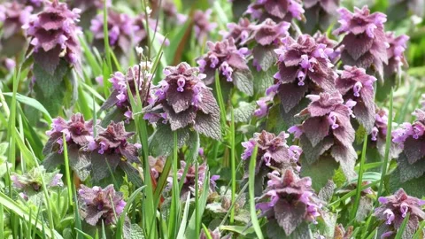 Red deadnettle of spring wildflowers Video stock 144721513