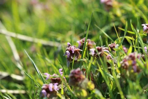 Red deaf nettle on a meadow between grasses on a meadow Stock Photos