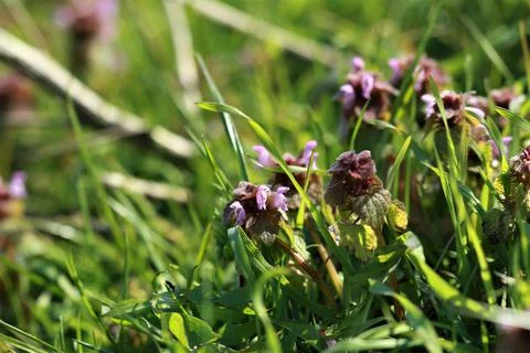 Red deaf nettle on a meadow between grasses on a meadow Stock Photos