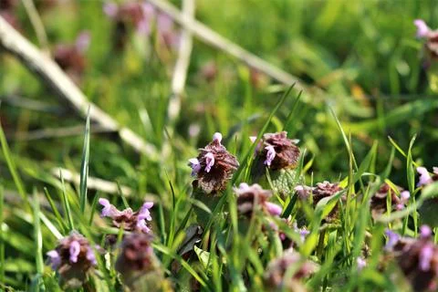 Red deaf nettle on a meadow between grasses against a blurred background Stock Photos