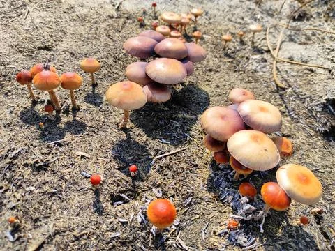 Red Death Cap Stock Photos