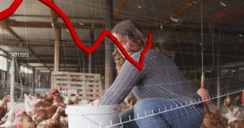 Red declining graph animation over woman feeding chickens in barn Stock Footage 304852230