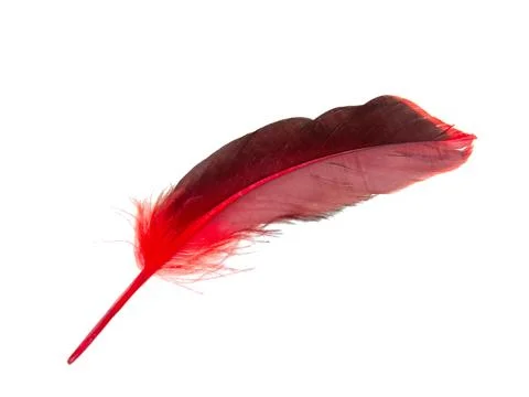 Red decorative feather isolated on the white background Stock Photos