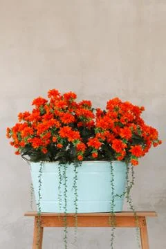 Red decorative flowers Stock Photos