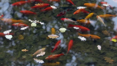 Red decorative gold fish 스톡 동영상 146723028