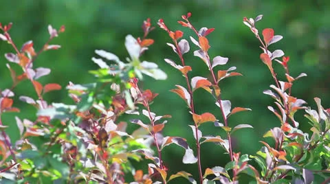 Red decorative young branches Stock Footage 24735279