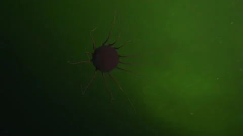 Red deep sea jellyfish Vidéo 170291872