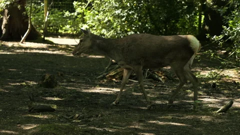 Red Deer 1 Stock Footage 197126523