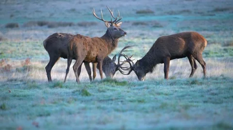 Red deer 100-400 9 Stock Footage 57338325