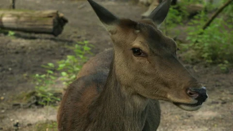 Red Deer 2 Stock Footage 197127747