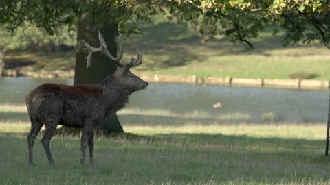 Red deer 3 Cervus elaphus  50p Stag in parkland Video stock 171624940