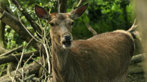 Red deer 3 Stock Footage 197188091