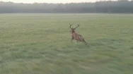 Red Deer. Aerial View Of Running Stag At Sunrise. Wild Animal Stock Footage