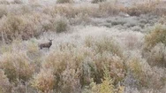 Red Deer. Aerial View Of A Stag In Frosty Morning In Autumn Landscape. Top View Stock Footage
