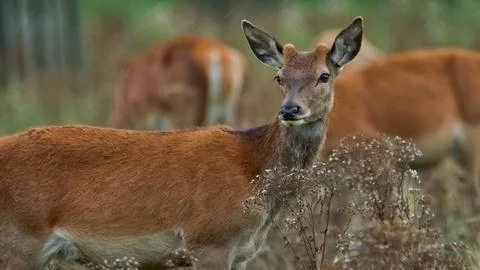 Red deer alert in the herd Foto stock