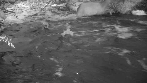 Red Deer almost gets washed away crossing the flash flooded river, Isle of Skye Stock-Footage 248159411