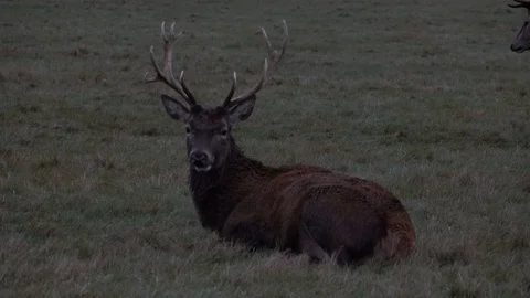 Red deer autumn Stock Footage 86643952