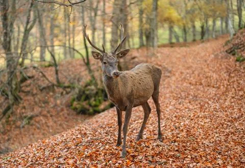 Red deer on the background of an autumn beech forest Stock Photos