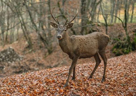 Red deer on the background of an autumn beech forest Foto stock