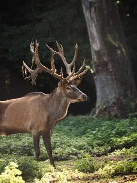 Red deer in the beech forest Stock Photos