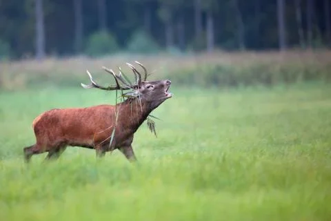 Red deer bellowing on the run Stock Photos