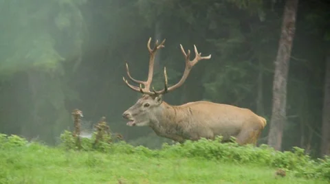 Red deer brut Stock Footage