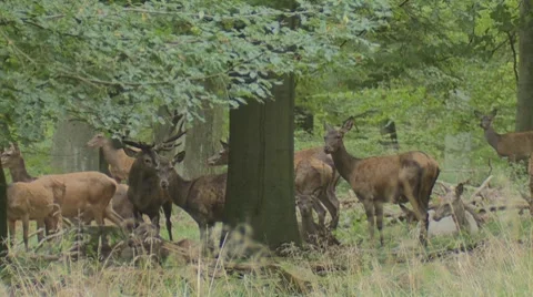 Red deer brut Stock Footage 8829460