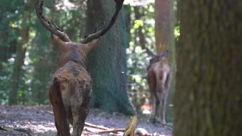 Red deer buck from behind  Stock Footage 260143710