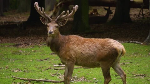 Red deer buck  Stock Footage 242180208
