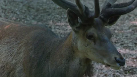 Red deer buck  head Video stock 243383018