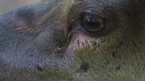 Red deer buck  head Stock Footage 243383133