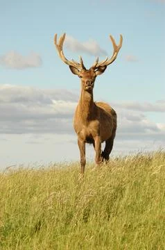 Red Deer Buck Stock Photos