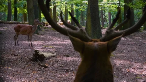 Red deer buck standing in the forest Stock Footage 252226678